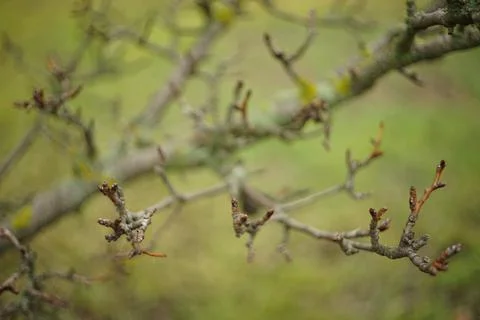 Branches of a old dry pear tree in blurred green grass background. Фото