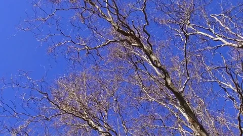 Branches Of An Old Dry Willow Tree Against A Blue Sky in Autumn on Breeze 動画素材 106067107