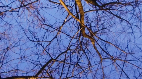 Branches Of An Old Dry Willow Tree Against A Blue Sky in Autumn on Breeze. 動画素材 106081122