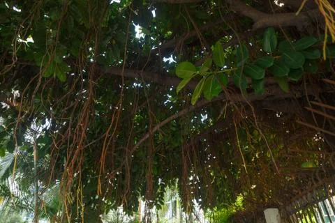 Branches of an Old Ficus Stock Photos