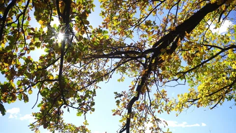 Branches Of an Old Oak Tree With Yellowed Leaves In Autumn Weather. Stock-Footage 218809813