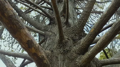 Branches of old park tree in botanical garden, ancestry connection, history Stock Footage