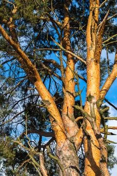 Branches of an old pine tree, bottom view.... branches of an old pine tree, b Stock Photos