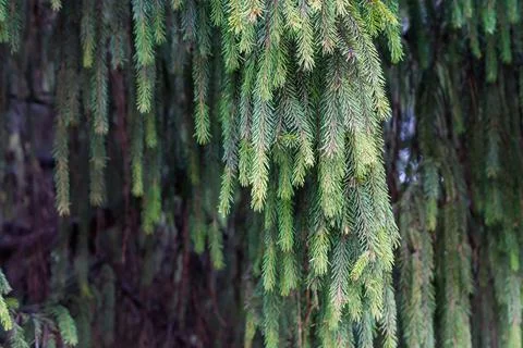 Branches of the old spruce hanging down in overcast weather Stock Photos