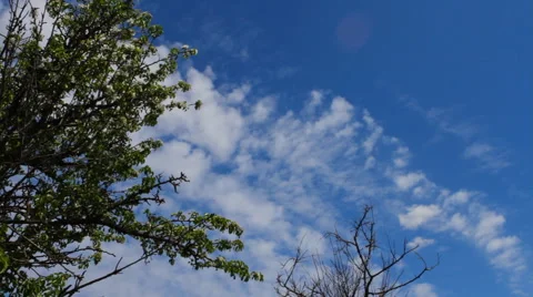 Branches of an old tree against a blue sky Stock Footage 50015296