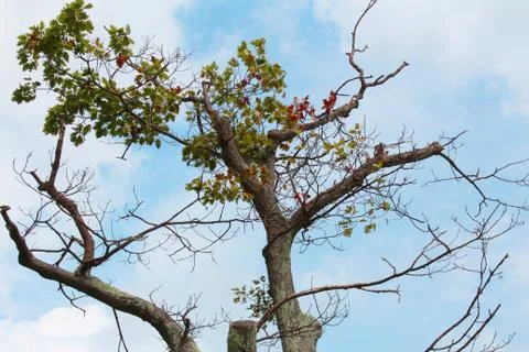 Branches of an old tree against a blue sky seen from below Stock Photos