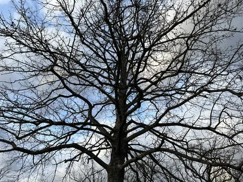 Branches of an old tree, close-up. Big tree with branches on the background.. Stock Photos