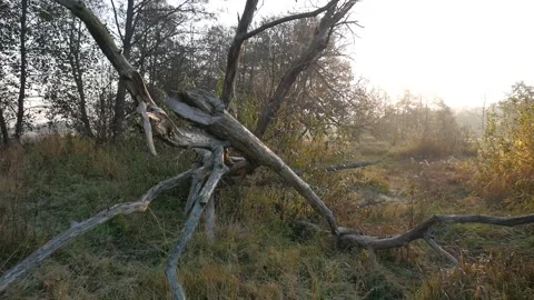 Branches of an old tree. handheld shooting. Video stock 100013476