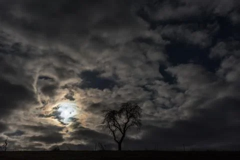The branches of an old tree on a hill with back light Foto stock