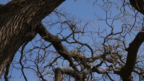 Branches of an old tree without leaves on a sky background Video stock 91006513