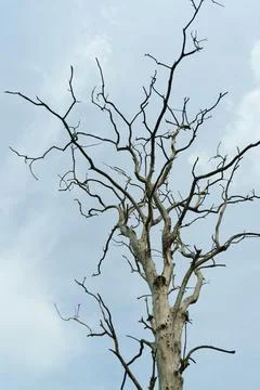 Branches of an old tree without leaves Stock Photos