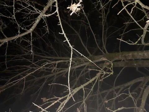 Branches of old trees in a dark forest Stock Photos