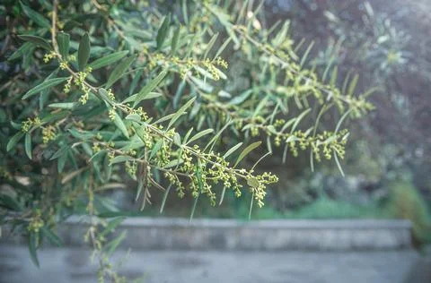 Branches of olive tree with flowers in springtime Foto stock