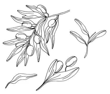 Branches of an olive tree Stock Illustration