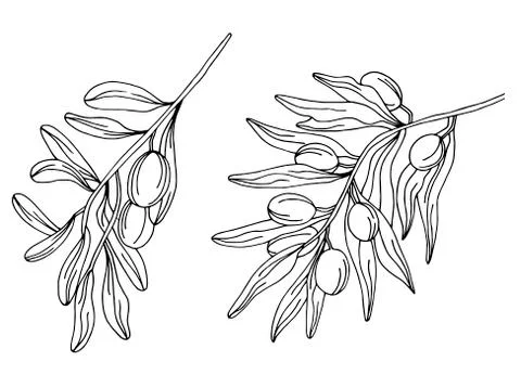 Branches of an olive tree Stock Illustration