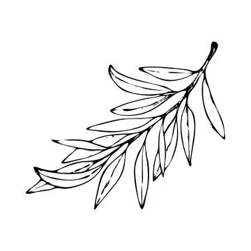 Branches of an olive tree. Stock Illustration