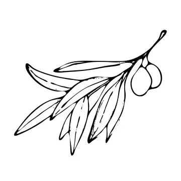 Branches of an olive tree. Stock Illustration