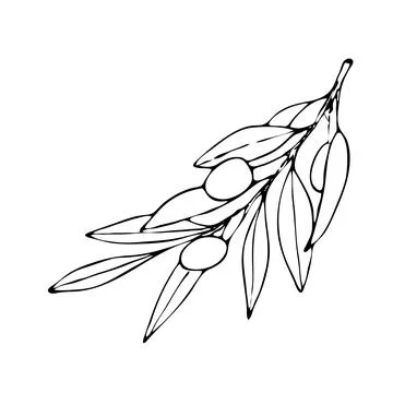 Branches of an olive tree. Stock Illustration
