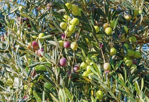 Branches of olive tree with leaves and fruit on sunny autumn day Stock Photos