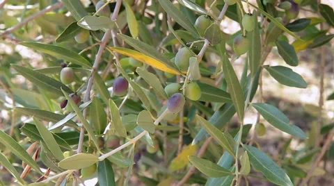 The branches of an olive tree with ripening olives Video stock 68974880