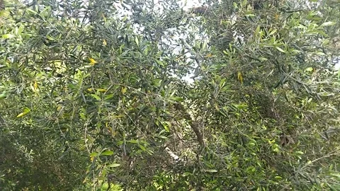 Branches of an olive tree sway in the wind Video stock 308626757