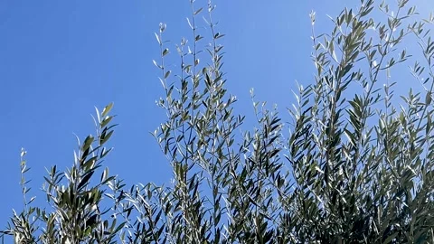 Branches of olive tree swaying in the wind Stock Footage 331803400