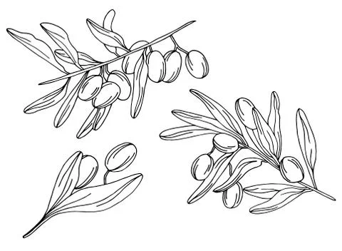 Branches of an olive tree in vector Stock Illustration