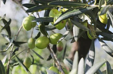 Branches of olives Stock-Fotos