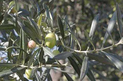 Branches of olives Stock-Fotos
