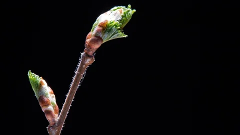 Branches with opening leaves Stock Footage 115062755