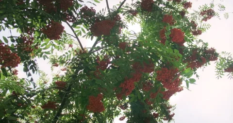 Branches with orange rowan, view from below, bright sunlight breaking through Vídeo Stock 205265137