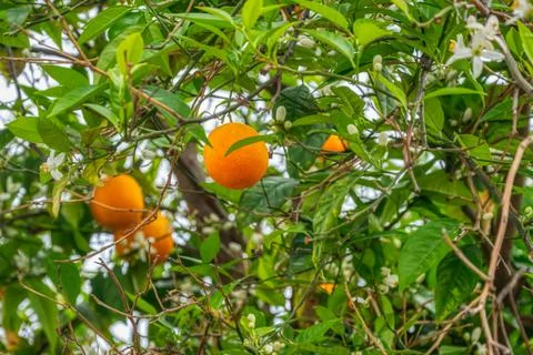 The branches of the orange tree with ripe oranges on sky background. Citrus f Stock Photos