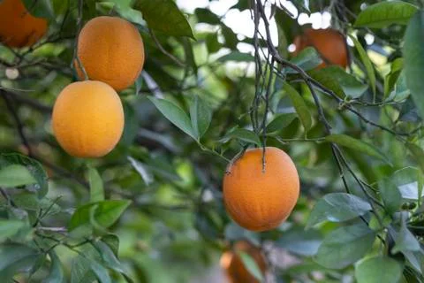 Branches of an orange tree with some oranges to collect Foto stock