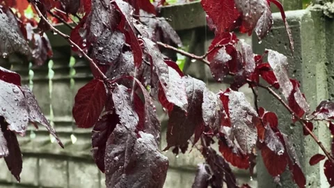 Branches of ornamental plum with dark red leaves during rain Stock Footage 346479138