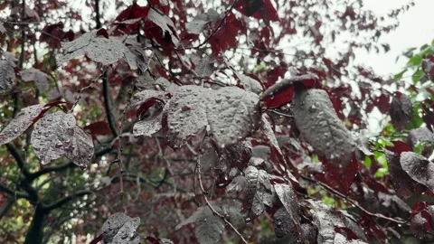 Branches of ornamental plum with dark red leaves during rain Stock Footage 346479284