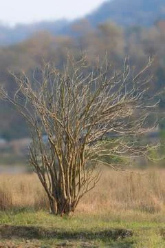 Branches with out Leaf 스톡 사진