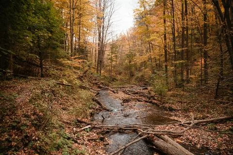 Branches   over   river   in   fall Stock Photos