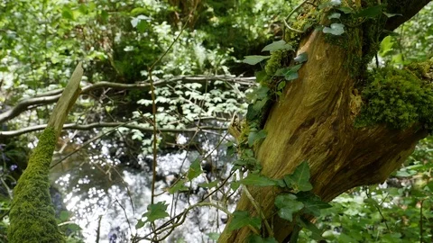Branches Over a River Stock Footage 91137855