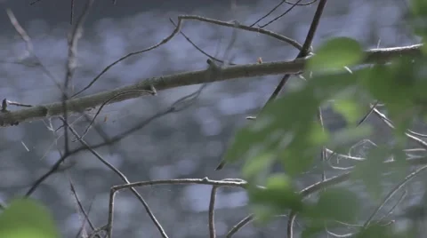 Branches over stream - telephoto, close up, natural light 스톡 동영상 40000481