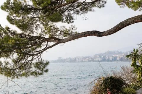 Branches over water. Stock Photos