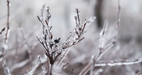 Branches overgrown with ice icicles.  Climatic icing. Footage of a winter ice Stock Footage 145312342