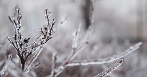 Branches overgrown with ice icicles.  Climatic icing. Footage of a winter i.. Stock Footage 229777813