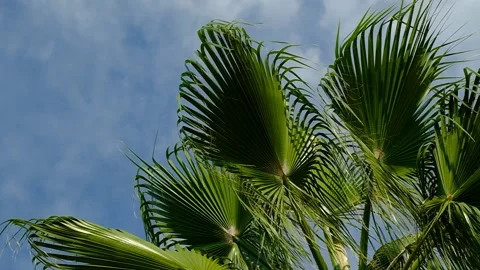 Branches of a palm tree against the blue sky Video stock 138735843