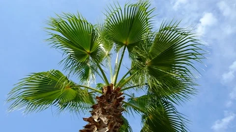 Branches of a palm tree against the blue sky Stock Footage 138735966