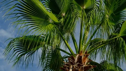 Branches of a palm tree against the blue sky Stock Footage 138736026
