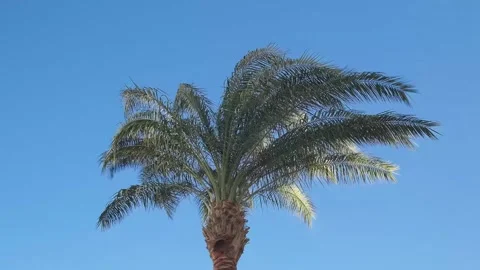 Branches of palm tree swaying in wind Stock Footage 334856339