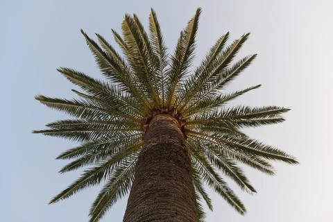 Branches of palm tree under a blue sky Stock Photos