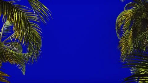 The branches of palm tree in the wind on blue screen. Beautiful summer Stock Illustration