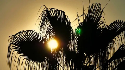 Branches of palm trees against the background of the evening sky. Stock Footage 80395676