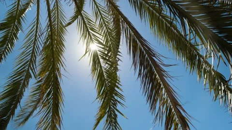 Branches of palm trees against a background of blue sky and sun. tourism and Stock Footage 157376696